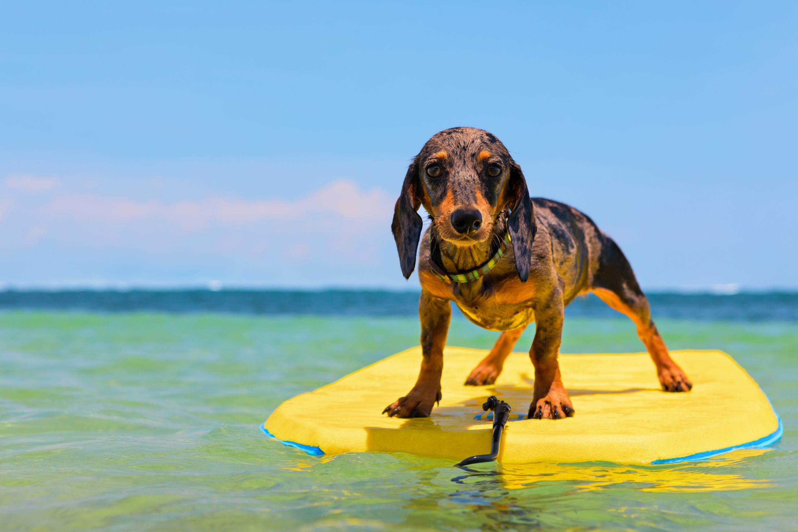 Sled Dogs and Interest Rates: Navigating Alaska’s VA Loan Sled Path
