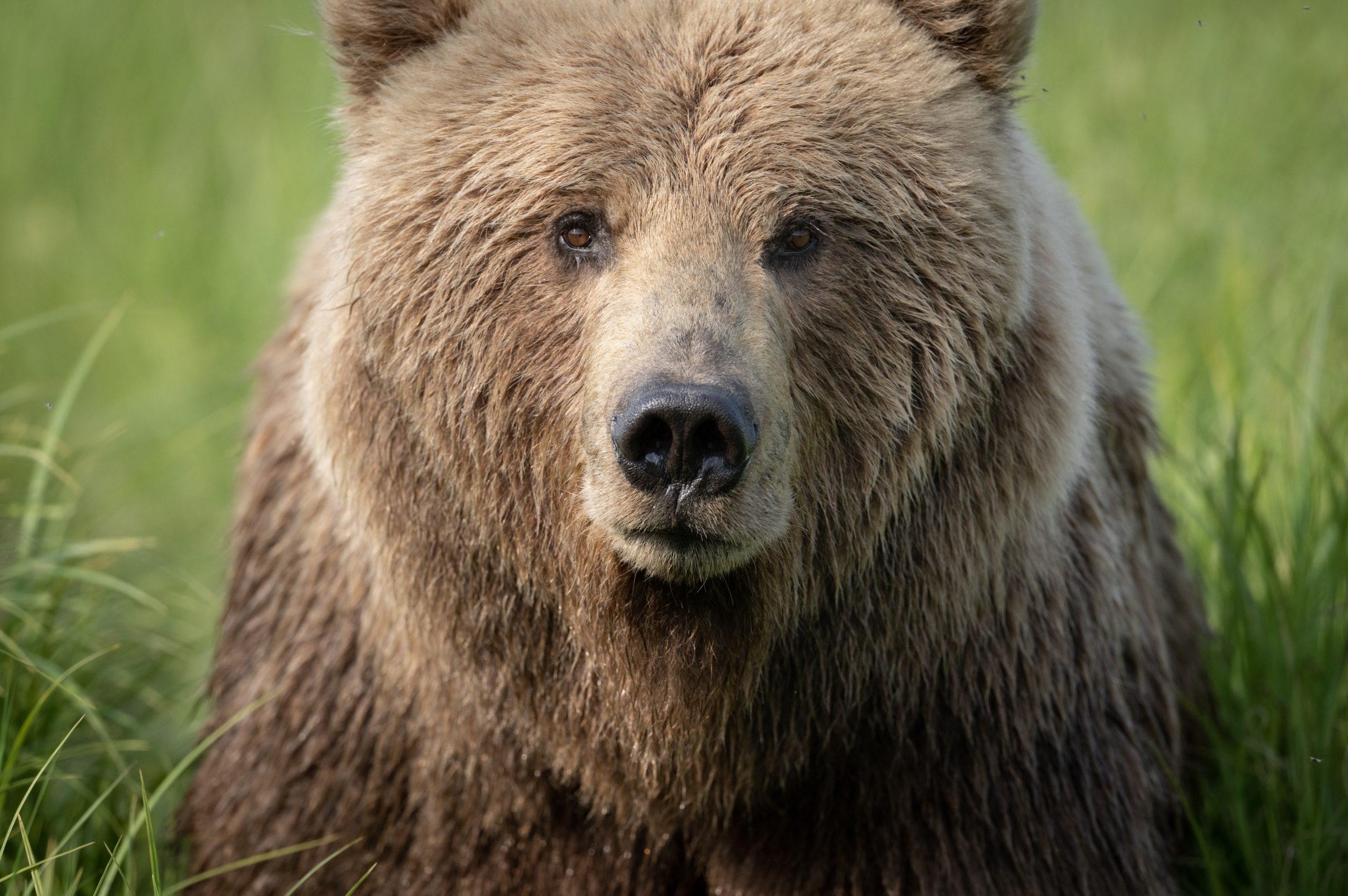 The Great Alaskan Loan Rush: How VA Loans Are Winning the North!